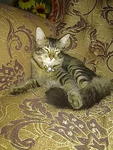 Cukcuk@hujan@tuah@miaw - Persian + Domestic Medium Hair Cat