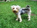 Found Intmn.bukit Maluri, Kepong - Silky Terrier Dog