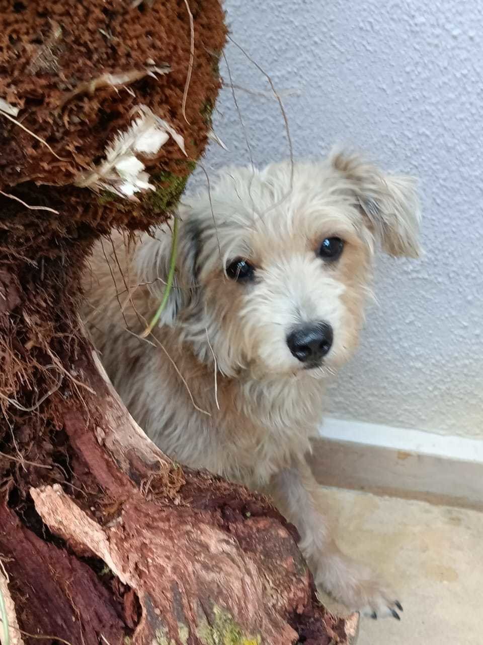 Terrier - Terrier Mix Dog