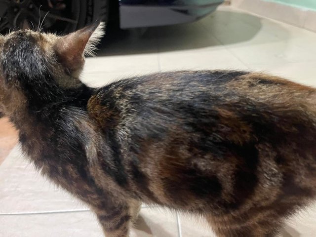 Noko (Female) - Torbie + Domestic Short Hair Cat