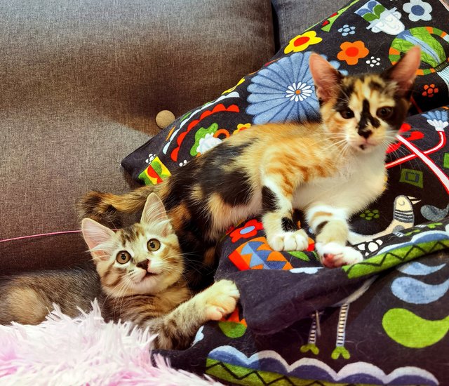 Roxy &amp; Lexi - Domestic Medium Hair Cat