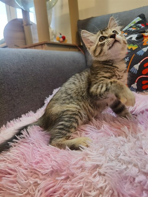 Roxy &amp; Lexi - Domestic Medium Hair Cat