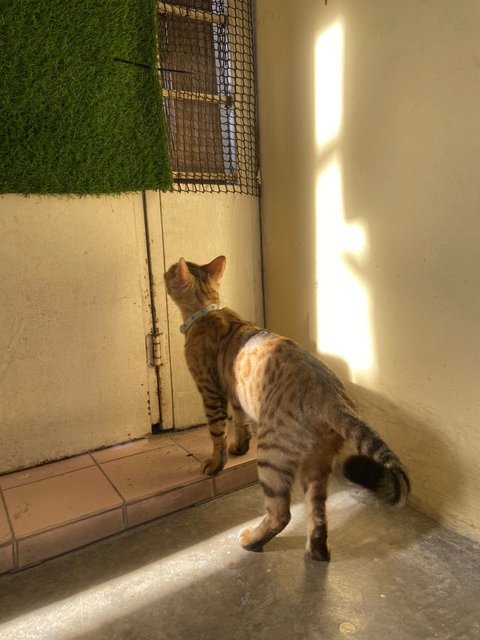 Puma - Domestic Short Hair + Bengal Cat