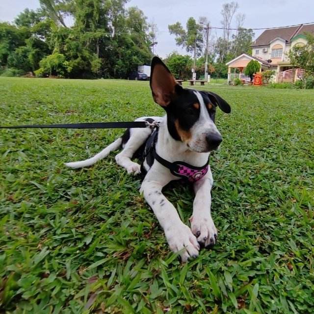 Rain - Jack Russell Terrier (Parson Russell Terrier) Dog
