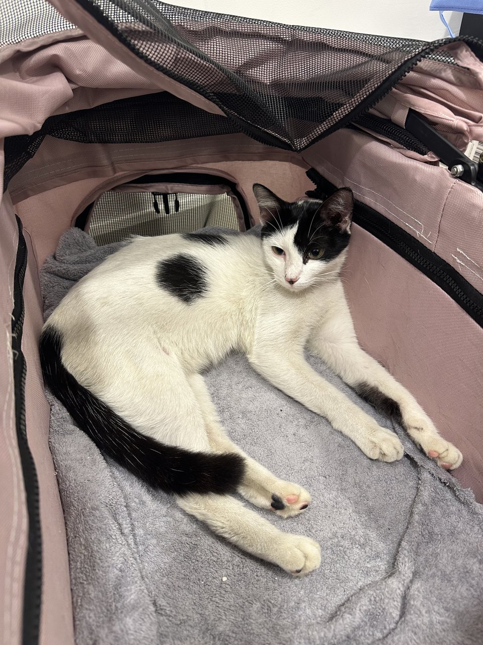 Tofu - Domestic Short Hair Cat