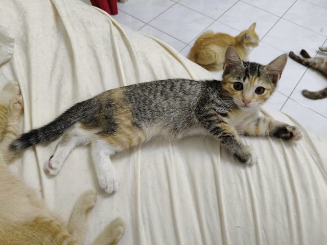 Mochi &amp; Maple - Domestic Short Hair Cat