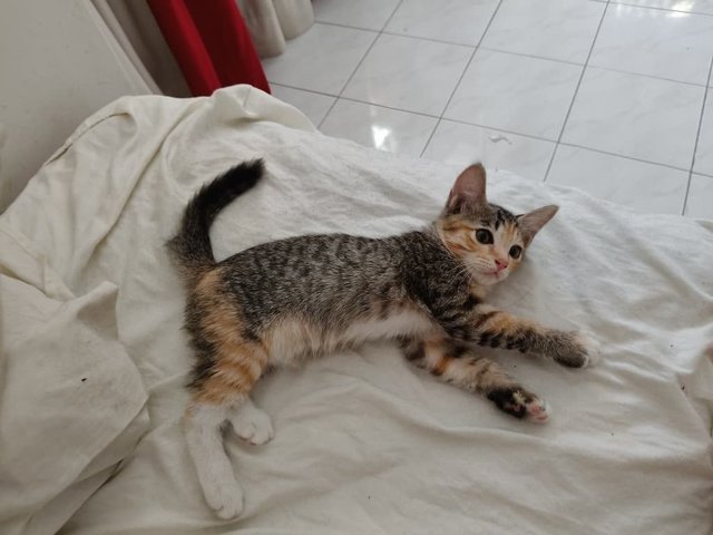Mochi &amp; Maple - Domestic Short Hair Cat