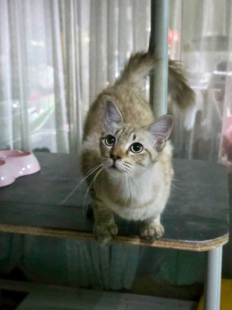 Cat - Tuuliti - Domestic Short Hair Cat