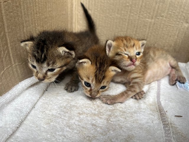 Miko &amp; Her Kittens - Domestic Short Hair Cat
