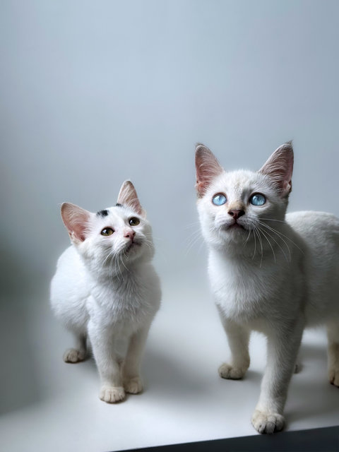 Juniper And Moo Moo - Domestic Short Hair + Siamese Cat