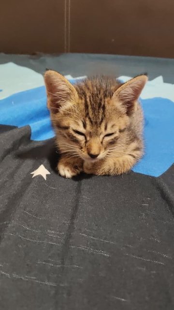 Koi - Tabby Cat