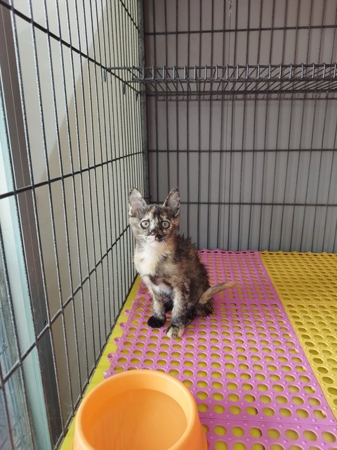 Beibei - Tortoiseshell Cat
