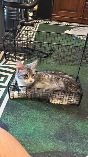 Haze - Siberian + Domestic Long Hair Cat