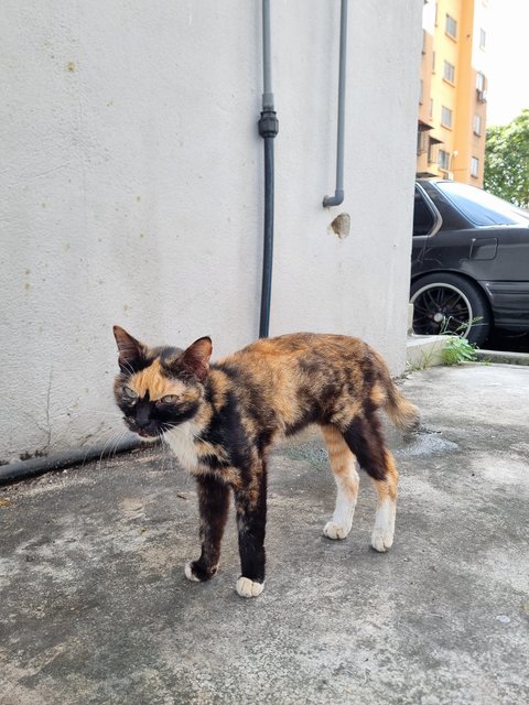 Larnie  - Calico Cat
