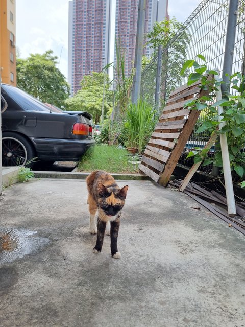 Larnie  - Calico Cat