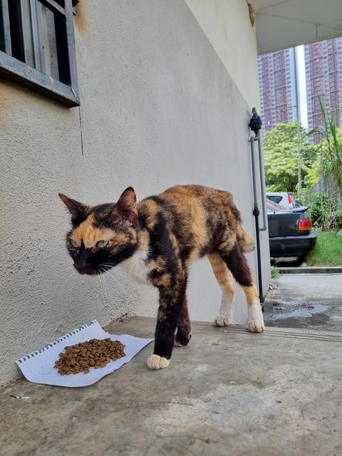 Larnie  - Calico Cat