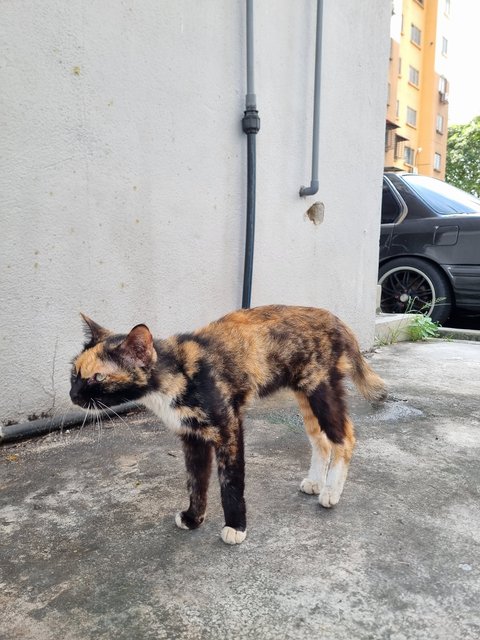 Larnie  - Calico Cat