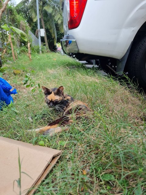 Larnie  - Calico Cat