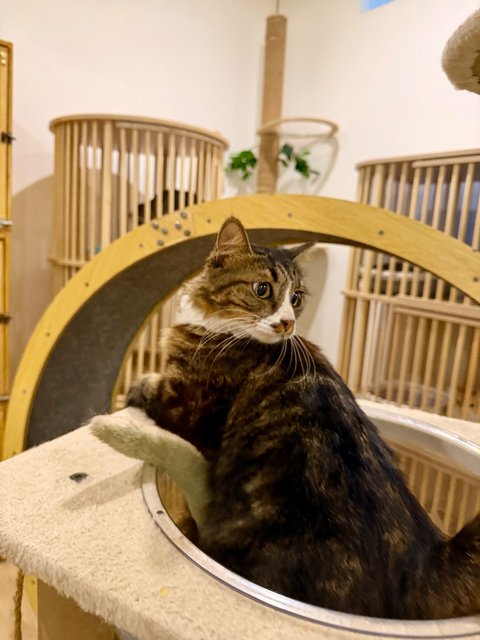 Duffy - Domestic Medium Hair Cat