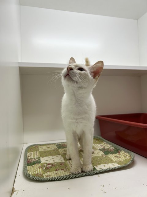 Nara - Domestic Short Hair Cat