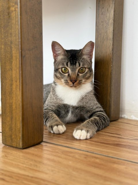 Tabby - Domestic Short Hair Cat