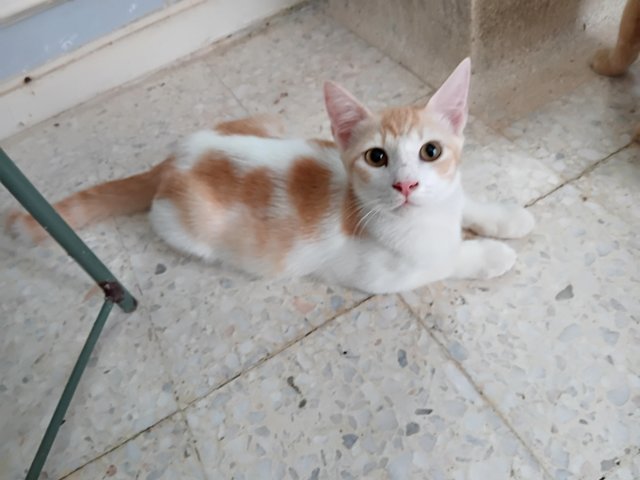 Tom (Very Friendly) - Domestic Short Hair Cat