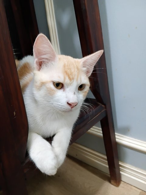 Tom (Very Friendly) - Domestic Short Hair Cat