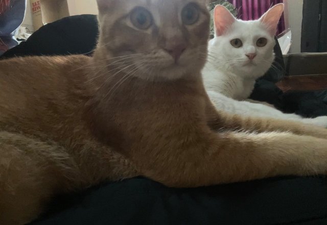 Mumu 🤍 + Leo 🍊  - Domestic Medium Hair + Domestic Short Hair Cat