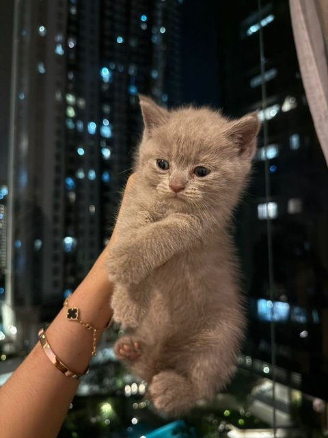 Pure Breed Bsh Kitten - British Shorthair Cat