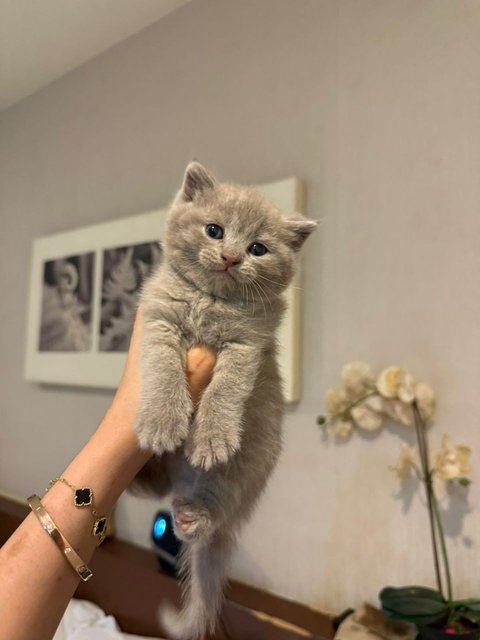 Pure Breed Bsh Kitten - British Shorthair Cat