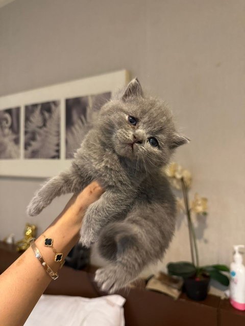 Pure Breed Bsh Kitten - British Shorthair Cat