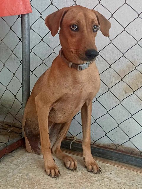 Tripod Champ Needs A Home - Mixed Breed Dog