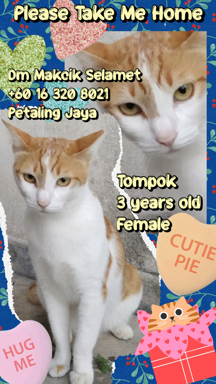 Tompok (Neutered) - Domestic Short Hair Cat