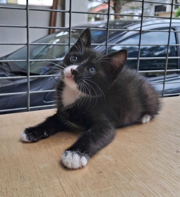 Felix - Domestic Short Hair Cat