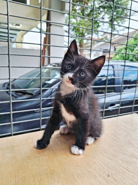 Felix - Domestic Short Hair Cat