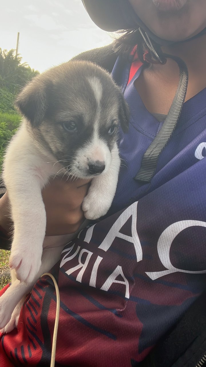 Doraa - Mixed Breed Dog