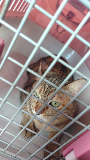 Scotty - Domestic Short Hair Cat