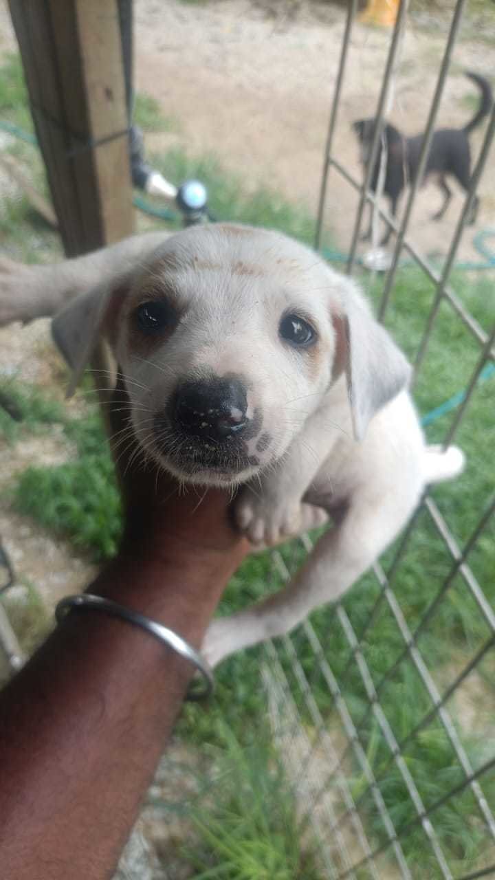 Pup1,2,3,4 - Mixed Breed Dog
