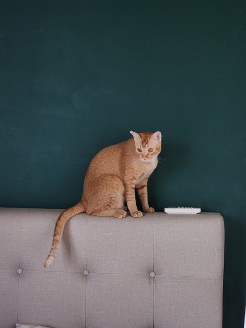 Sriracha - Domestic Short Hair Cat