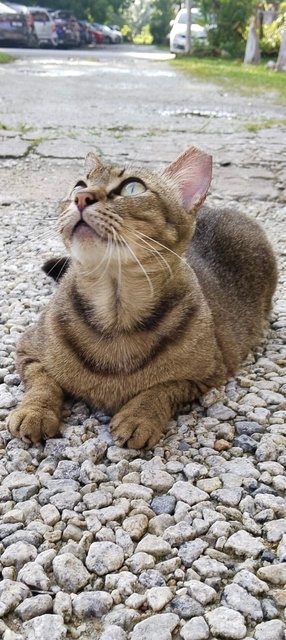 Mocha Comel(Neutered) - Domestic Short Hair Cat
