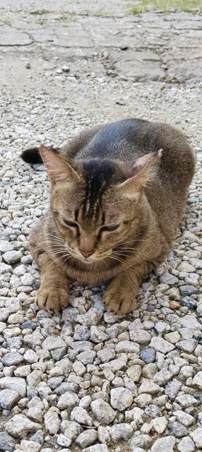 Mocha Comel(Neutered) - Domestic Short Hair Cat