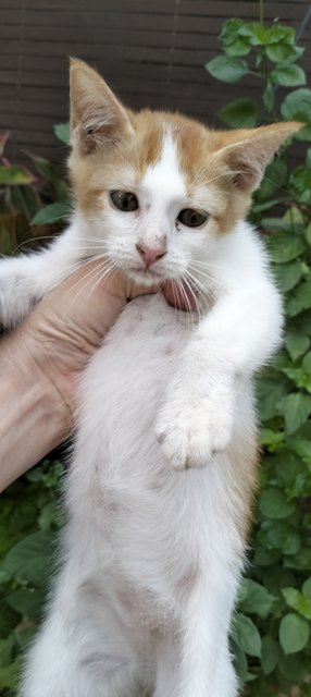 Clementine - Domestic Short Hair Cat