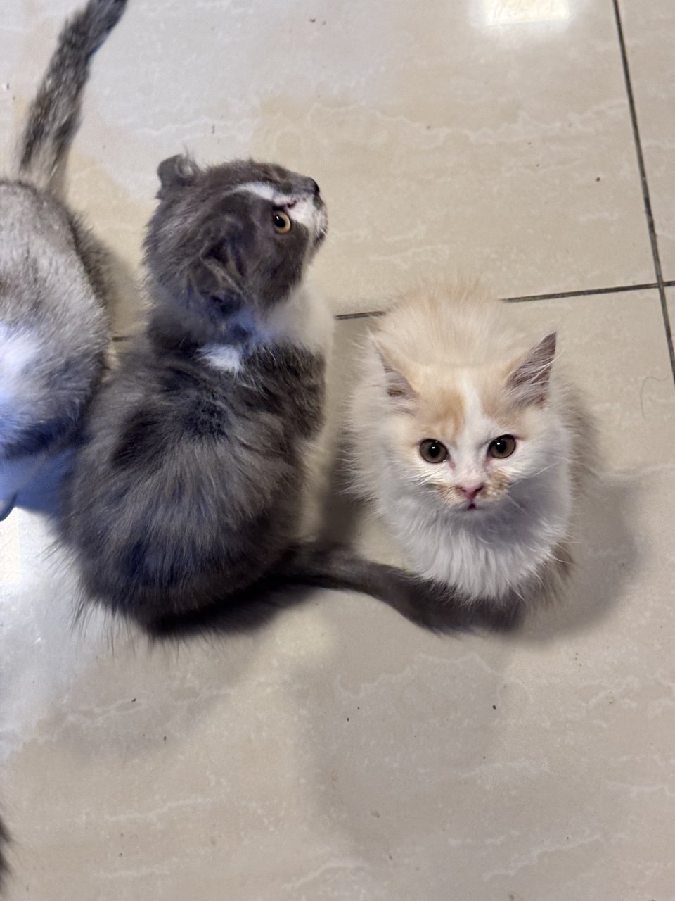 Yuki - Scottish Fold + British Shorthair Cat