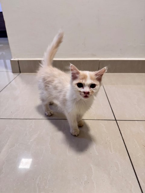 Yuki - Scottish Fold + British Shorthair Cat