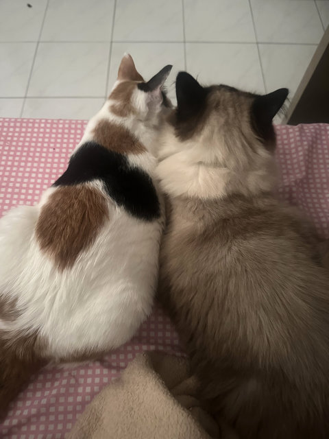Lulu And Moka - Domestic Short Hair + Siamese Cat