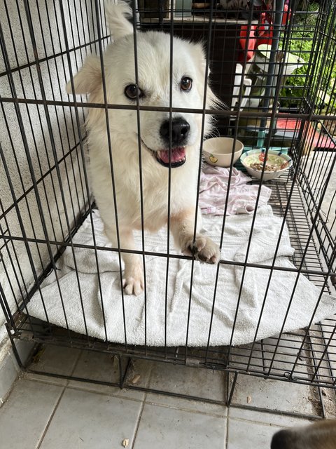 Bingo - Pomeranian + Corgi Dog