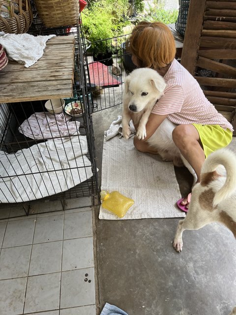 Bingo - Pomeranian + Corgi Dog