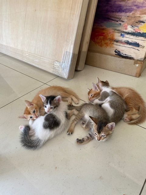 Eggplant And Friends - Domestic Short Hair Cat