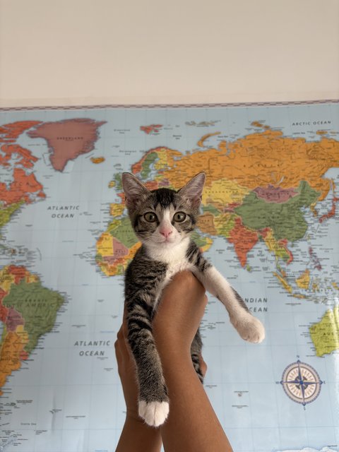 Hera - Domestic Short Hair Cat