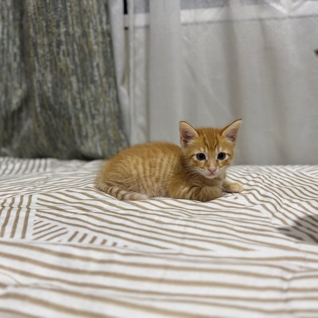 Mango, Kakak And Baby - Domestic Short Hair Cat